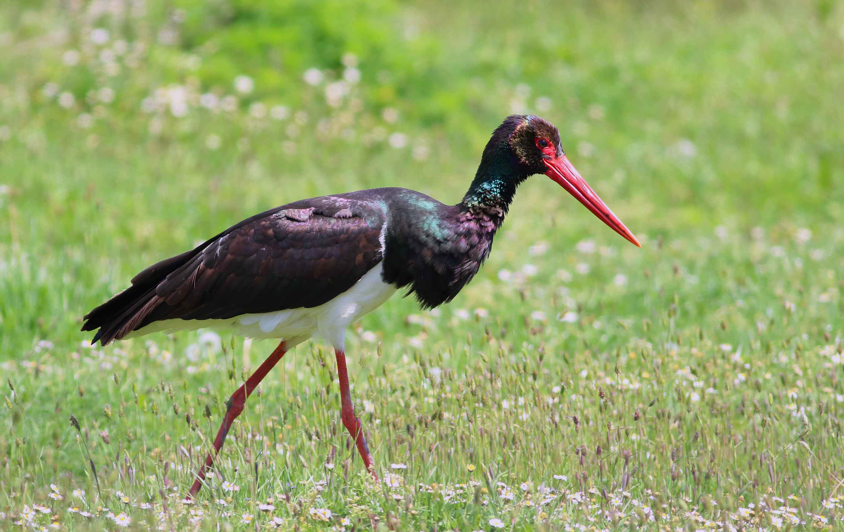 Black Stork